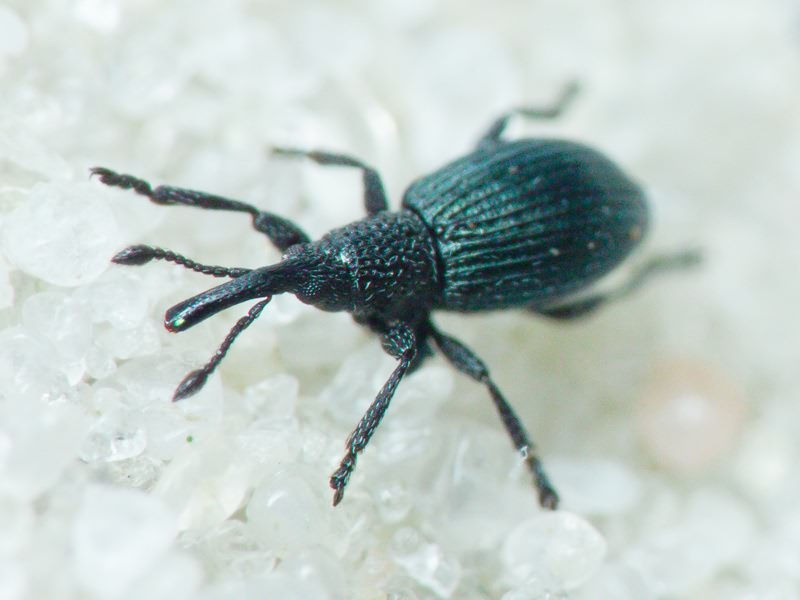Ceratapion (Acanephodus) onopordi (W. Kirby, 1808)